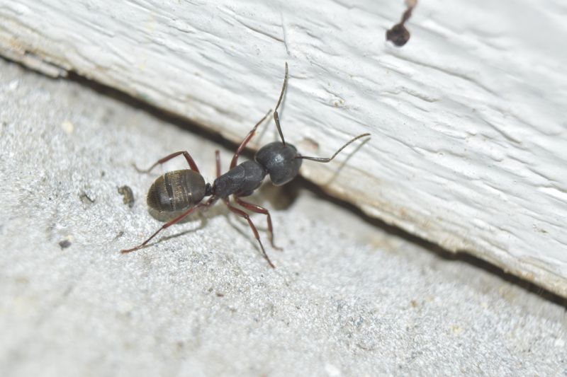 Black Ant Extermination