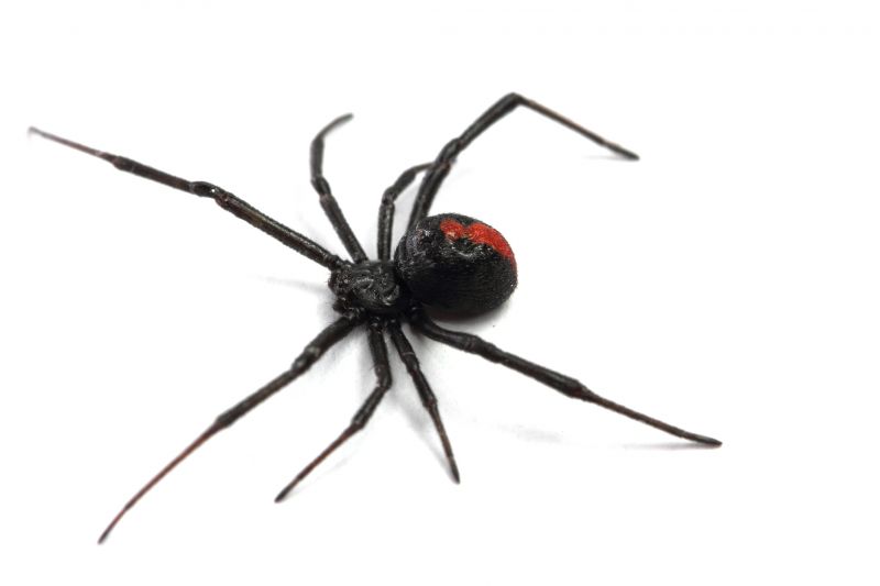 Black Widow Removal Service