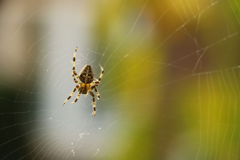 Commercial Spider Control