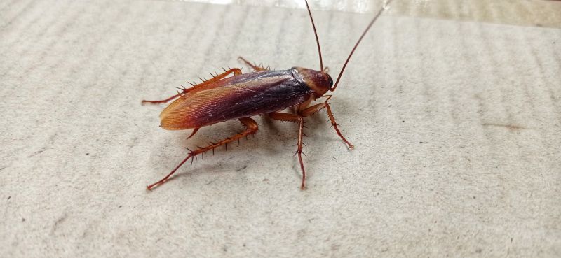Cockroach Problems