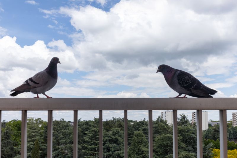 Pigeon Barrier Installation
