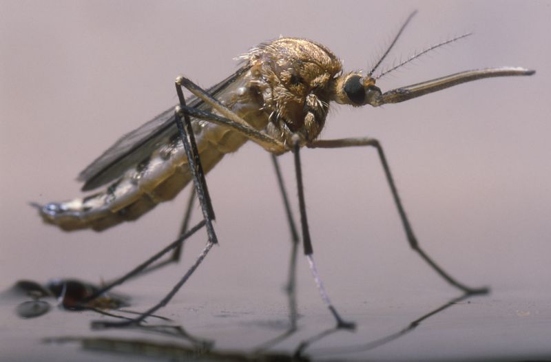 Signs Your Property Needs Professional Mosquito Or Fly Treatment