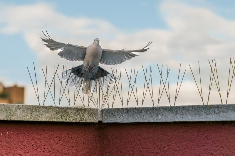 Starling Removal