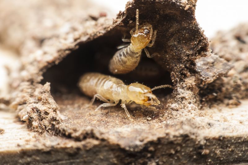 Termite Service