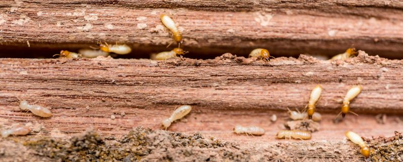 Termite Treatment Service