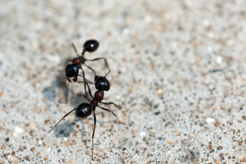 Velvet Ant Extermination