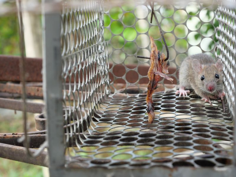 Vermin Extermination