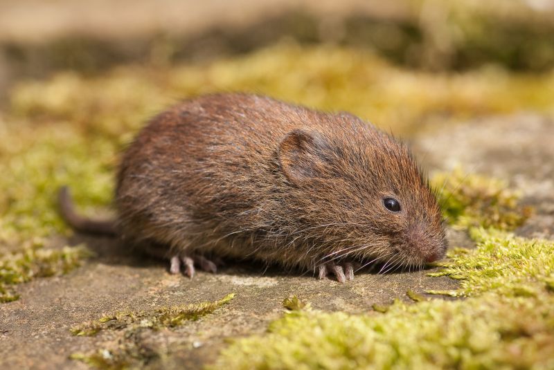 Vole Control Service